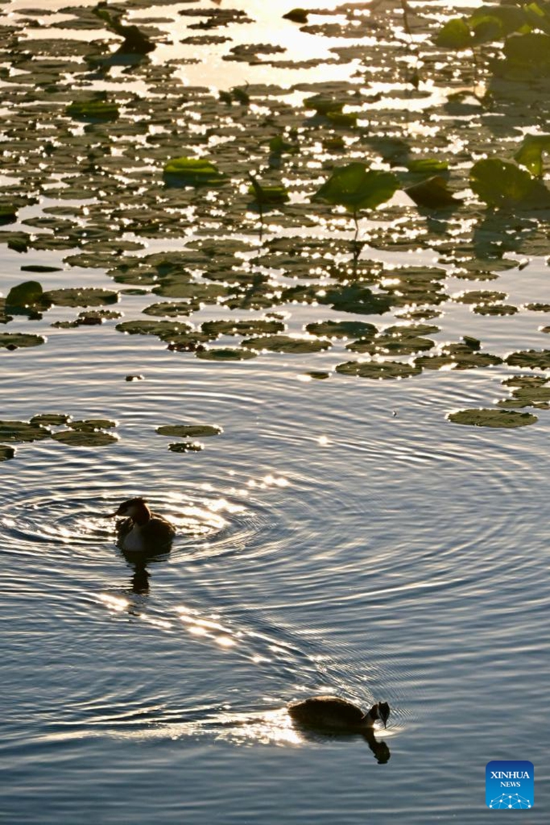Great crested grebes are seen at the Hengshui Lake in Hengshui, north China's Hebei Province, June 7, 2026. As a key wetland ecosystem in northern China and a vital stopover for migratory birds on the East Asian-Australasian Flyway, Hengshui Lake, with its excellent ecological environment, has become an ideal home for numerous rare birds to inhabit, breed, and rest. Photo: Xinhua
