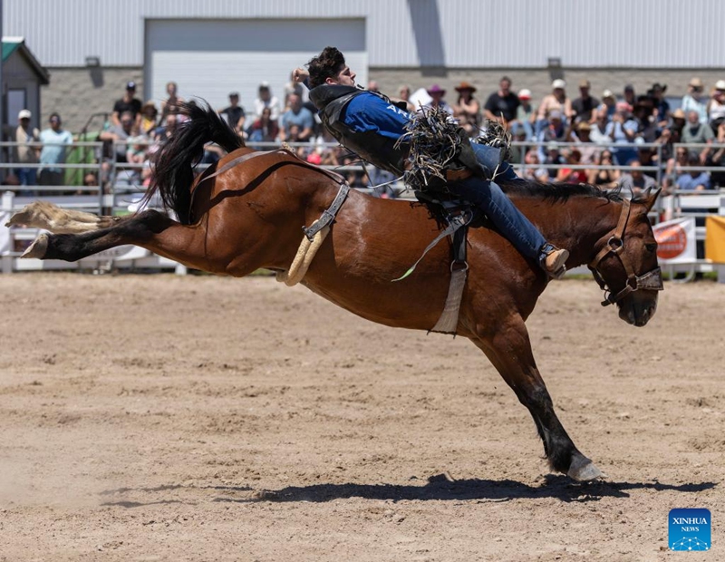 A cowboy competes during the bareback riding competition at the 2026 RAM Rodeo Tour in Mono, Ontario, Canada, on June 7, 2026. Dozens of competitors participated in this event from June 6 to 7. (Photo by Zou Zheng/Xinhua)