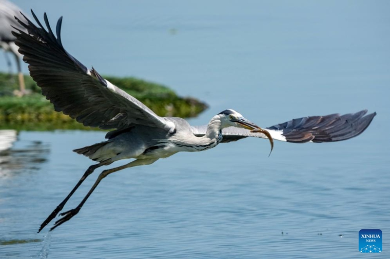 A grey heron is seen with a freshly caught fish at the Hengshui Lake in Hengshui, north China's Hebei Province, June 7, 2026. As a key wetland ecosystem in northern China and a vital stopover for migratory birds on the East Asian-Australasian Flyway, Hengshui Lake, with its excellent ecological environment, has become an ideal home for numerous rare birds to inhabit, breed, and rest. Photo: Xinhua