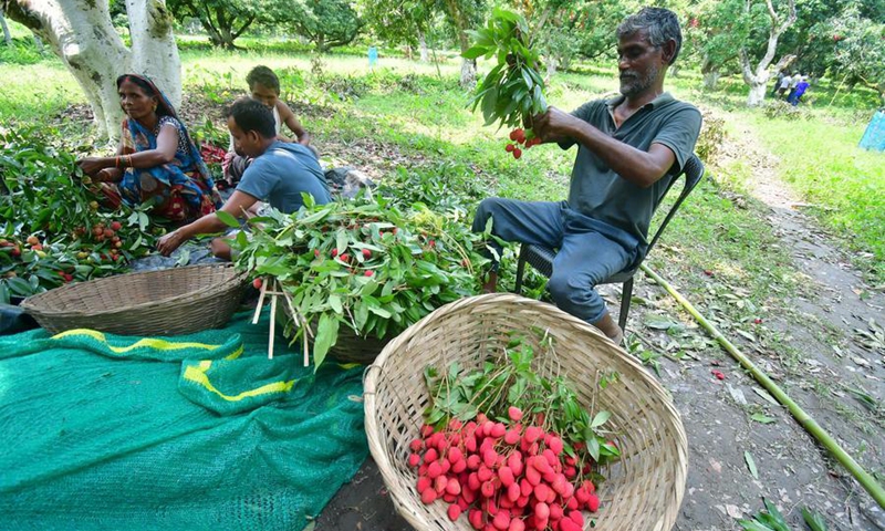 Farmers pluck newly harvested lychees at an orchard in Sonitpur district of India's northeastern state of Assam, June 7, 2026. Photo: Xinhua