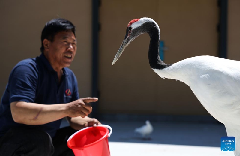 A staff member interacts with a red-crowned crane at a hospital for migrant birds near the Hengshui Lake in Hengshui, north China's Hebei Province, June 7, 2026. As a key wetland ecosystem in northern China and a vital stopover for migratory birds on the East Asian-Australasian Flyway, Hengshui Lake, with its excellent ecological environment, has become an ideal home for numerous rare birds to inhabit, breed, and rest. Photo: Xinhua