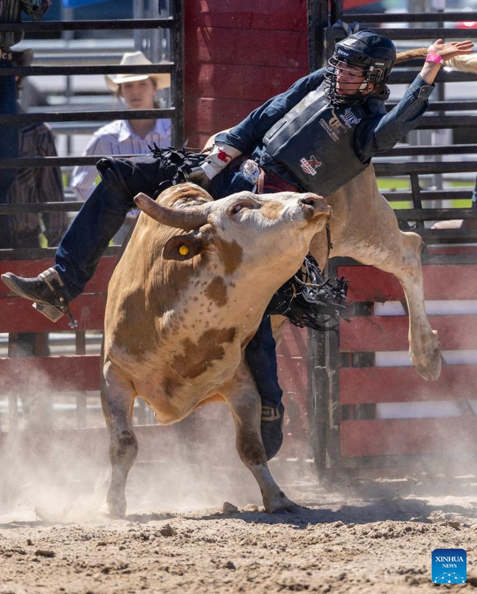 A cowboy competes during the bull riding competition at the 2026 RAM Rodeo Tour in Mono, Ontario, Canada, on June 7, 2026. Dozens of competitors participated in this event from June 6 to 7. (Photo by Zou Zheng/Xinhua)