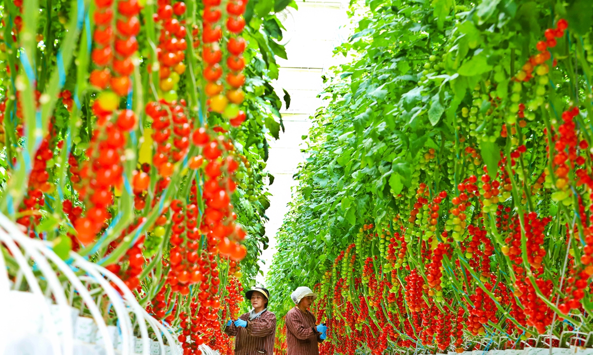 Two workers pick truss tomatoes at an agricultural industrial demonstration park in Zhangye, Northwest China's Gansu Province on June 8, 2026. After sorting and packaging, the tomatoes are prepared for shipment to Shenzhen, Zhengzhou, Xining, Lhasa, and other cities to fulfill customer orders. Photo: VCG