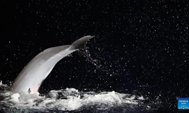 A dolphin dives to forage in the South China Sea, June 5, 2026. The China Coast Guard has uncompromisingly strengthened marine ecological management and protection in the South China Sea in recent years, aiming to build a stable habitat of marine life. Dolphins are noted for their high sensitiveness to seawater quality and marine environment. A large school of them foraging at night is an epitome of the continuous improvement in the ecology of the South China Sea. Photo: Xinhua