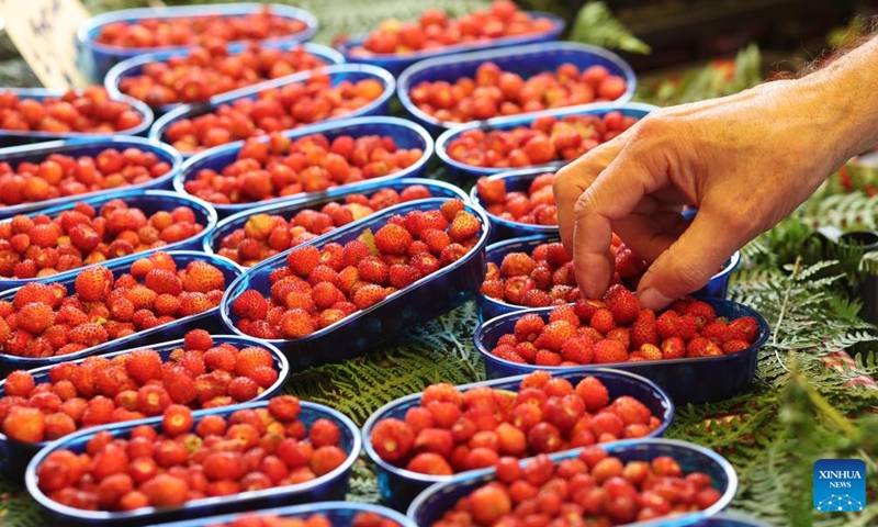 A vendor arranges wild strawberries at 2026 Nemi Strawberry Festival in Nemi, Lazio, Italy, June 7, 2026. (Xinhua/Li Jing)