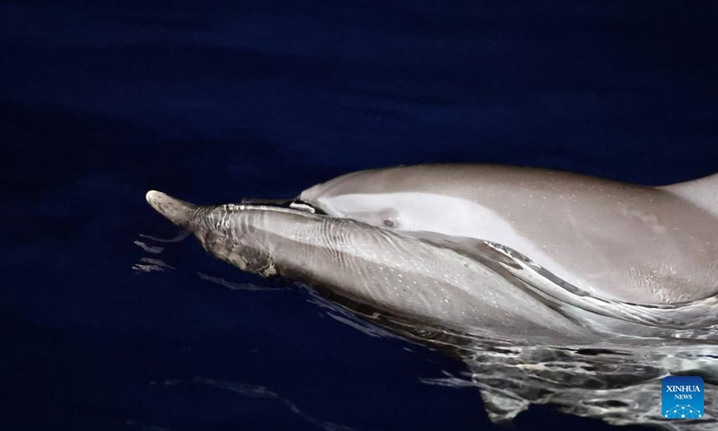 A dolphin enjoys itself in the South China Sea, June 5, 2026. The China Coast Guard has uncompromisingly strengthened marine ecological management and protection in the South China Sea in recent years, aiming to build a stable habitat of marine life. Dolphins are noted for their high sensitiveness to seawater quality and marine environment. A large school of them foraging at night is an epitome of the continuous improvement in the ecology of the South China Sea. Photo: Xinhua