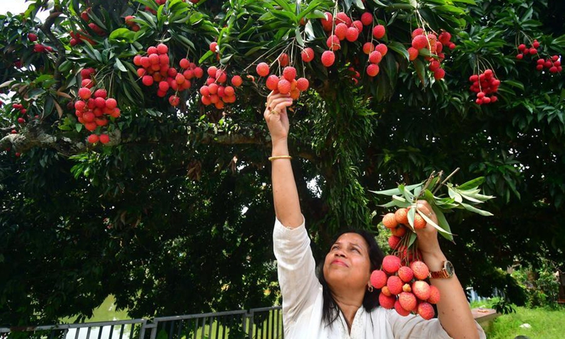 A woman harvests lychees from a tree at an orchard in Sonitpur district of India's northeastern state of Assam, June 7, 2026. Photo: Xinhua