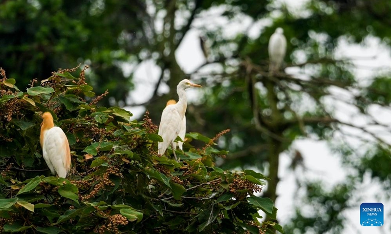 Several herons rest among trees on an island of Longshui Lake in Dazu District of southwest China's Chongqing Municipality, June 5, 2026. (Xinhua/Liu Chan)