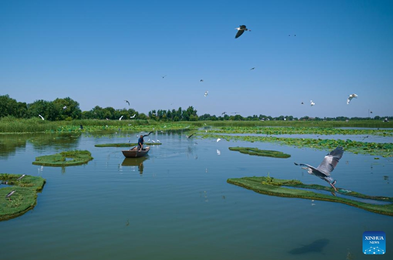 A drone photo taken on June 7, 2026 shows a staff member patrolling at the Hengshui Lake in Hengshui, north China's Hebei Province. As a key wetland ecosystem in northern China and a vital stopover for migratory birds on the East Asian-Australasian Flyway, Hengshui Lake, with its excellent ecological environment, has become an ideal home for numerous rare birds to inhabit, breed, and rest. Photo: Xinhua