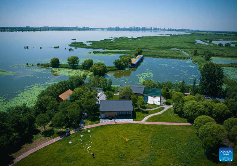A drone photo taken on June 7, 2026 shows a view of the Hengshui Lake in Hengshui, north China's Hebei Province. As a key wetland ecosystem in northern China and a vital stopover for migratory birds on the East Asian-Australasian Flyway, Hengshui Lake, with its excellent ecological environment, has become an ideal home for numerous rare birds to inhabit, breed, and rest. Photo: Xinhua