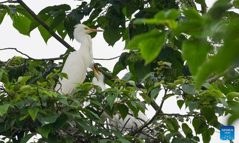 An adult agret and chicks are seen on an island of Longshui Lake in Dazu District of southwest China's Chongqing Municipality, June 5, 2026. (Xinhua/Liu Chan)