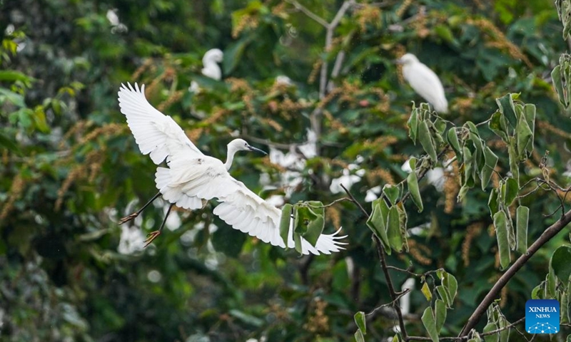 An egret flies among trees on an island of Longshui Lake in Dazu District of southwest China's Chongqing Municipality, June 5, 2026. (Xinhua/Liu Chan)