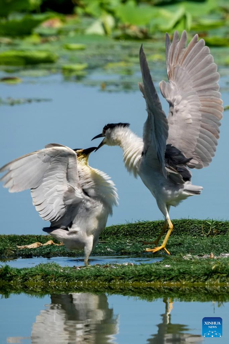Night herons are seen at the Hengshui Lake in Hengshui, north China's Hebei Province, June 7, 2026. As a key wetland ecosystem in northern China and a vital stopover for migratory birds on the East Asian-Australasian Flyway, Hengshui Lake, with its excellent ecological environment, has become an ideal home for numerous rare birds to inhabit, breed, and rest. Photo: Xinhua