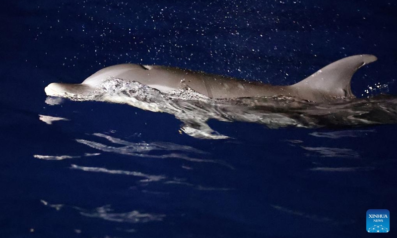 A dolphin enjoys itself in the South China Sea, June 5, 2026. The China Coast Guard has uncompromisingly strengthened marine ecological management and protection in the South China Sea in recent years, aiming to build a stable habitat of marine life. Dolphins are noted for their high sensitiveness to seawater quality and marine environment. A large school of them foraging at night is an epitome of the continuous improvement in the ecology of the South China Sea. Photo: Xinhua