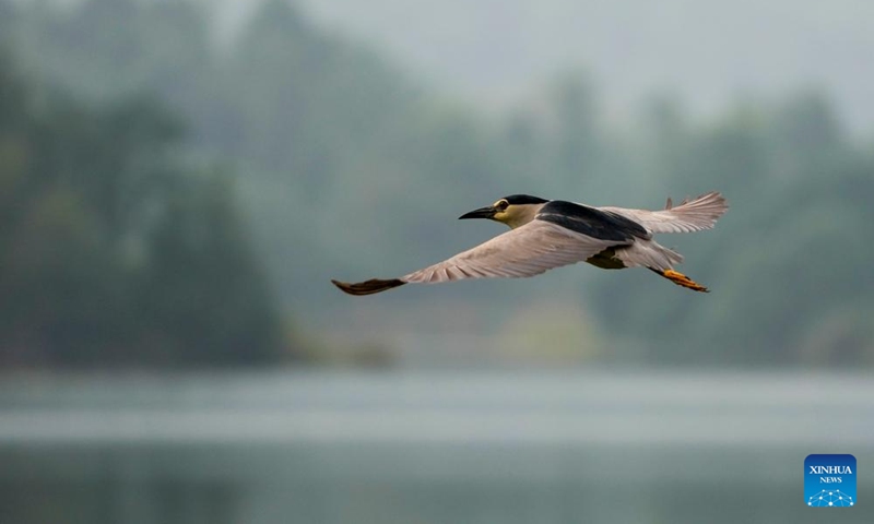 A black-crowned night heron forages on Longshui Lake in Dazu District of southwest China's Chongqing Municipality, June 5, 2026. (Xinhua/Liu Chan)