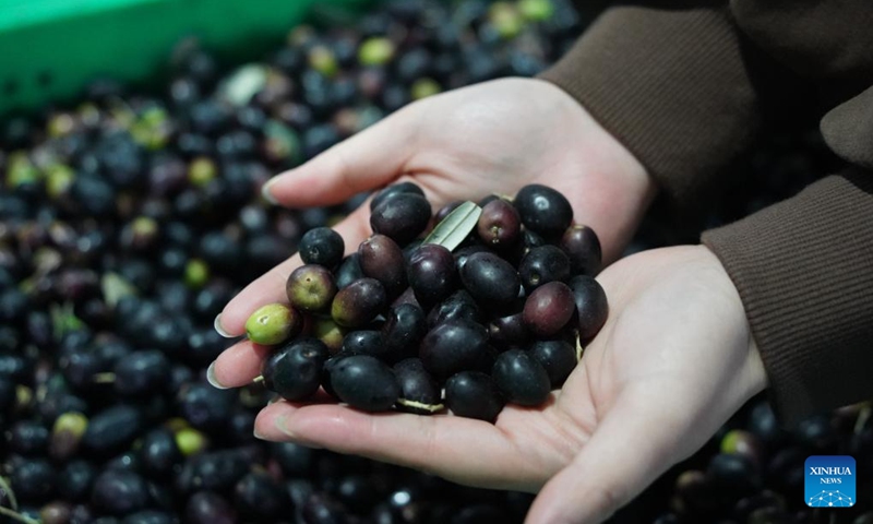 This undated file photo shows ripe olives in Wudu District, Longnan, northwest China's Gansu Province.
Wudu District in Longnan is one of China's prime areas for olive cultivation, with its olive industry leading the nation in scale, output and economic returns.
By 2025, the olive plantation area of Wudu District covered about 42,800 hectares, generating a total output value of four billion yuan (about 591 million U.S. dollars).
The district has developed a comprehensive olive industry chain which incorporates over 80 products across 10 major categories, including olive oil, health supplements, and skincare items. Photo: Xinhua