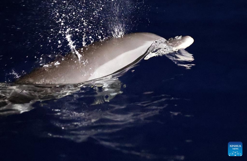 A dolphin enjoys itself in the South China Sea, June 5, 2026. The China Coast Guard has uncompromisingly strengthened marine ecological management and protection in the South China Sea in recent years, aiming to build a stable habitat of marine life. Dolphins are noted for their high sensitiveness to seawater quality and marine environment. A large school of them foraging at night is an epitome of the continuous improvement in the ecology of the South China Sea. Photo: Xinhua