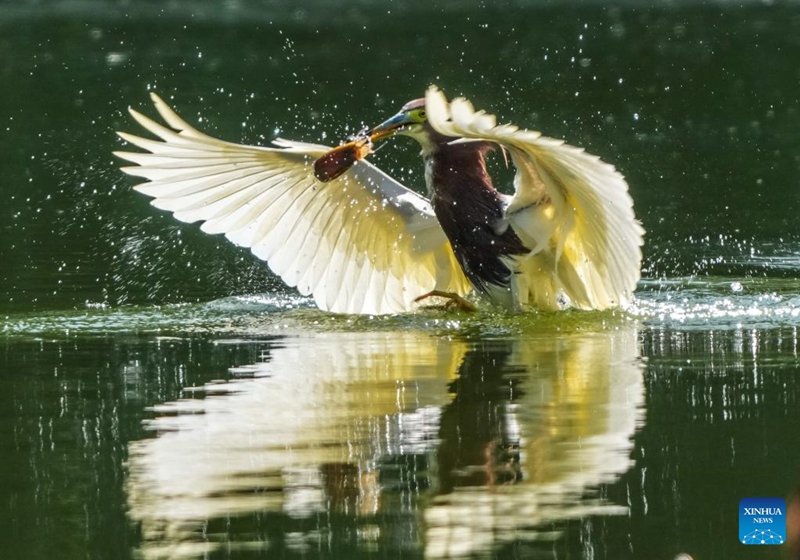 A Chinese pond heron is seen at the Hengshui Lake in Hengshui, north China's Hebei Province, June 7, 2026. As a key wetland ecosystem in northern China and a vital stopover for migratory birds on the East Asian-Australasian Flyway, Hengshui Lake, with its excellent ecological environment, has become an ideal home for numerous rare birds to inhabit, breed, and rest. Photo: Xinhua