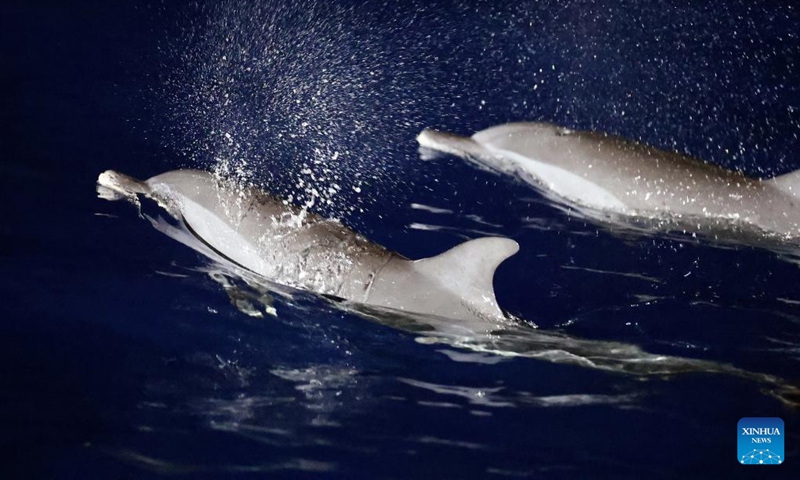 Dolphins chase fish in the South China Sea, June 5, 2026. The China Coast Guard has uncompromisingly strengthened marine ecological management and protection in the South China Sea in recent years, aiming to build a stable habitat of marine life. Dolphins are noted for their high sensitiveness to seawater quality and marine environment. A large school of them foraging at night is an epitome of the continuous improvement in the ecology of the South China Sea. Photo: Xinhua