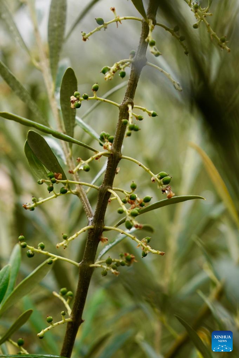 This photo taken on June 7, 2026 shows unripe olives at an olive orchard in Wudu District, Longnan, northwest China's Gansu Province.
Wudu District in Longnan is one of China's prime areas for olive cultivation, with its olive industry leading the nation in scale, output and economic returns.
By 2025, the olive plantation area of Wudu District covered about 42,800 hectares, generating a total output value of four billion yuan (about 591 million U.S. dollars).
The district has developed a comprehensive olive industry chain which incorporates over 80 products across 10 major categories, including olive oil, health supplements, and skincare items. Photo: Xinhua
