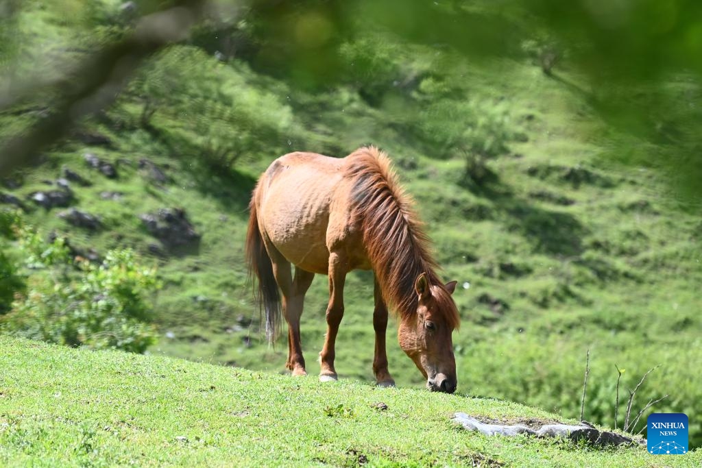 A horse grazes at Qianba pasture in Wudu District of Longnan, northwest China's Gansu Province, June 8, 2026. (Photo: Xinhua)