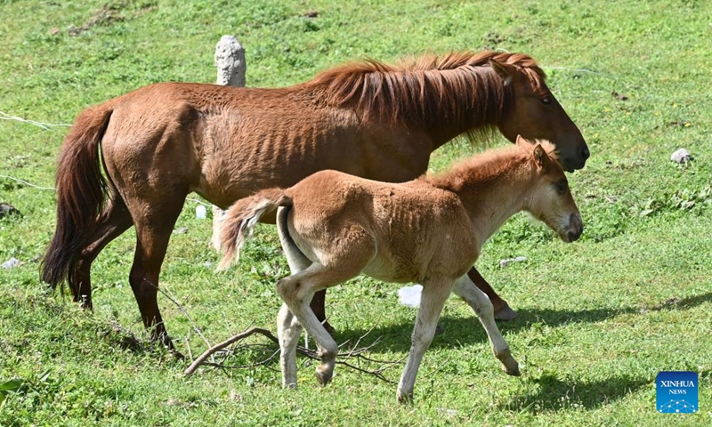 Horses frolic at Qianba pasture in Wudu District of Longnan, northwest China's Gansu Province, June 8, 2026. (Photo: Xinhua)