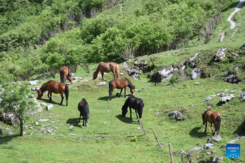 Horses graze at Qianba pasture in Wudu District of Longnan, northwest China's Gansu Province, June 8, 2026. (Photo: Xinhua)