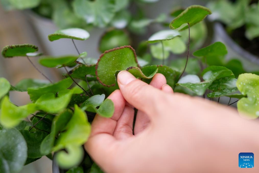 A researcher of the Yangtze River rare plant research institute works at a greenhouse in Yichang, central China's Hubei Province, June 8, 2026. Established in 2007, the Yangtze River rare plant research institute serves as a force in safeguarding the biodiversity of the Yangtze River. The institute focuses on the conservation of rare and endemic plants in the Yangtze River Basin. To date, the institute has protected 2,160 rare and endemic plant species, cultivated over 320,000 seedlings and successfully transplanted 67,800 rare plants into the wild. (Photo: Xinhua)