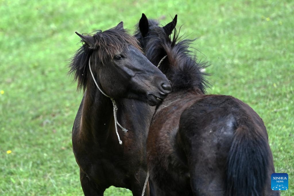 Horses frolic at Qianba pasture in Wudu District of Longnan, northwest China's Gansu Province, June 8, 2026. (Photo: Xinhua)