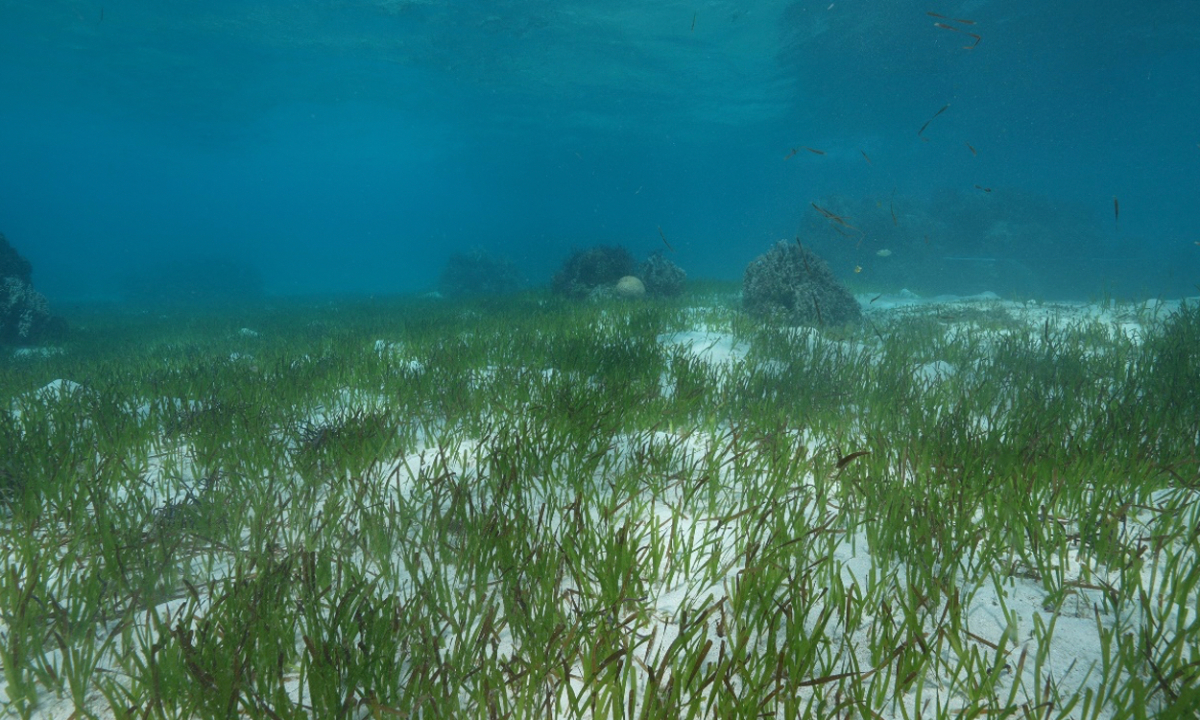 Seagrass beds of the lagoon at Huangyan Dao Photo: Courtesy of the South China Sea Institute of Oceanology under the Chinese Academy of Sciences