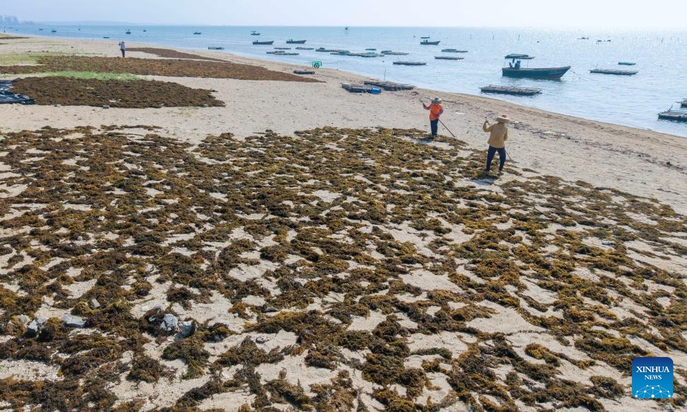 An aerial drone photo taken on June 8, 2026 shows people drying seaweed on a beach in Tanmen Town, Qionghai, south China's Hainan Province. These seaweeds can be processed as premium feeds for the artificial cultivation of sea cucumbers and sea urchins, serving both marine protection and economic purposes. (Photo: Xinhua)