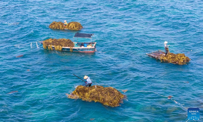 An aerial drone photo taken on June 8, 2026 shows fishermen collecting seaweed in the shallow waters about two kilometers off Tanmen Town, Qionghai, south China's Hainan Province. These seaweeds can be processed as premium feeds for the artificial cultivation of sea cucumbers and sea urchins, serving both marine protection and economic purposes. (Photo: Xinhua)