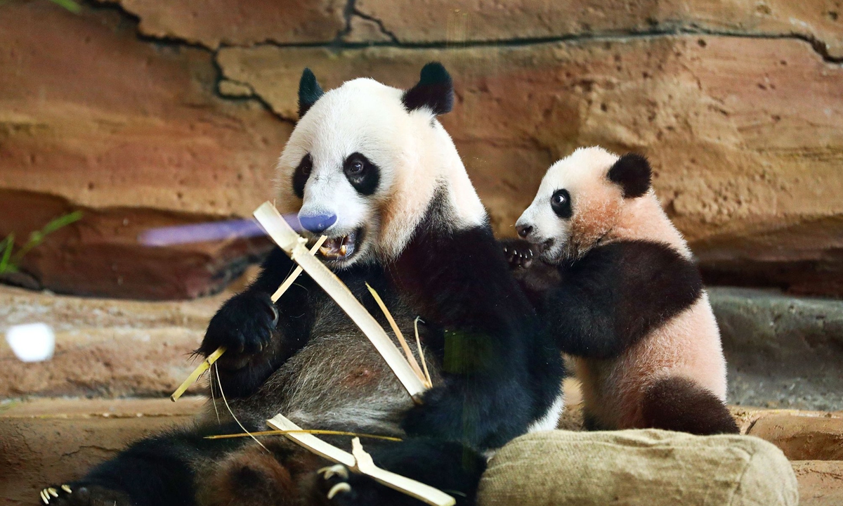 Taman Safari Indonesia (TSI), a wildlife park in Bogor, south of Jakarta, Indonesia, holds an event on June 9, 2026 to officially introduce the growth and development of Rio, the first giant panda cub born in the country, to the public. Rio and his mother, Hu Chun, appeared together at the event. The panda cub is reported to be healthy and developing well. Photo: VCG