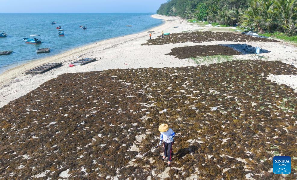 An aerial drone photo taken on June 8, 2026 shows people drying seaweed on a beach in Tanmen Town, Qionghai, south China's Hainan Province. These seaweeds can be processed as premium feeds for the artificial cultivation of sea cucumbers and sea urchins, serving both marine protection and economic purposes. (Photo: Xinhua)