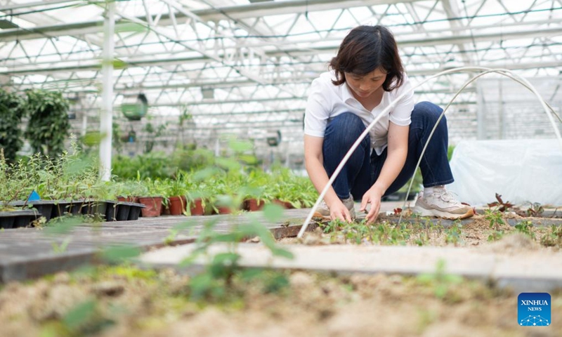 A researcher of the Yangtze River rare plant research institute works at a greenhouse for rare plants in Yichang, central China's Hubei Province, June 8, 2026. Established in 2007, the Yangtze River rare plant research institute serves as a force in safeguarding the biodiversity of the Yangtze River. The institute focuses on the conservation of rare and endemic plants in the Yangtze River Basin. To date, the institute has protected 2,160 rare and endemic plant species, cultivated over 320,000 seedlings and successfully transplanted 67,800 rare plants into the wild. (Photo: Xinhua)