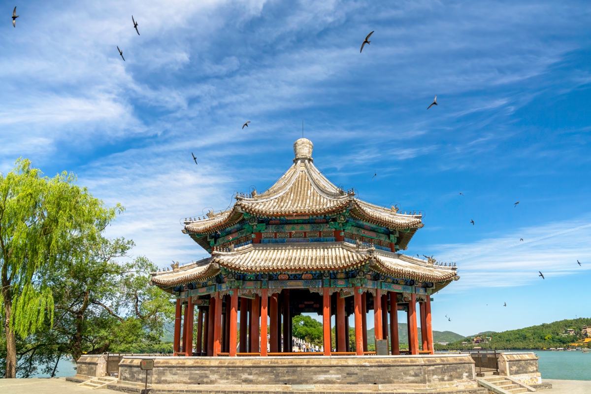 Beijing swifts  Photo: VCG