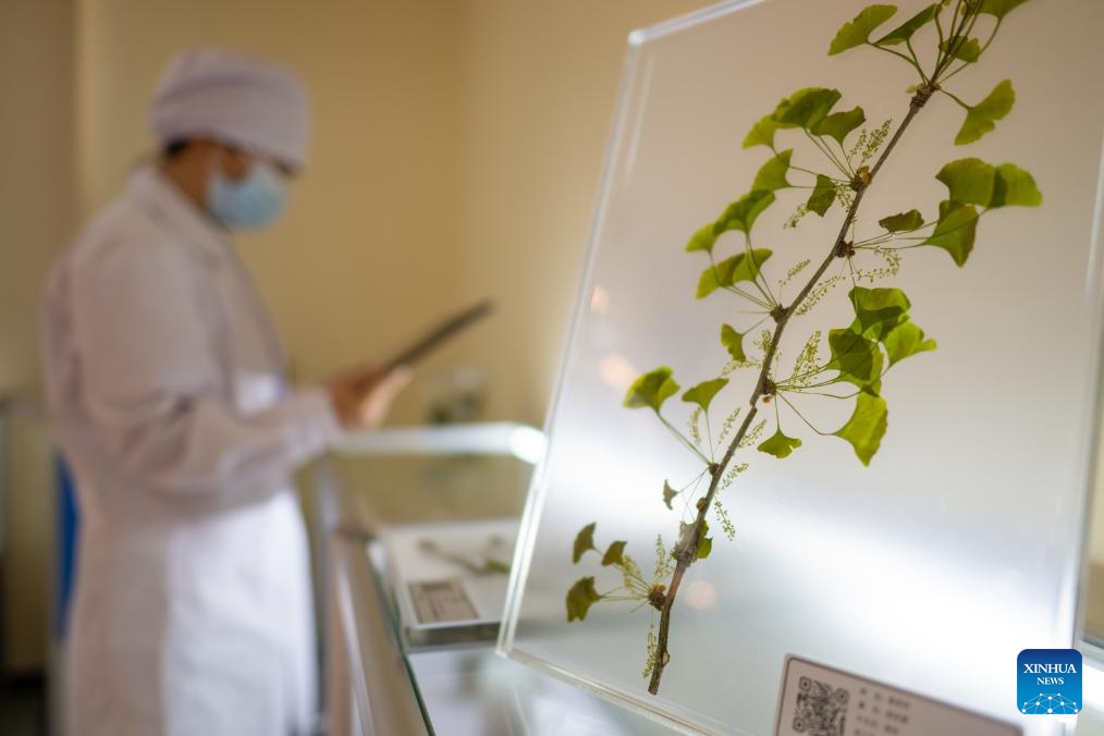 A researcher of the Yangtze River rare plant research institute works on plant specimen in Yichang, central China's Hubei Province, June 8, 2026. Established in 2007, the Yangtze River rare plant research institute serves as a force in safeguarding the biodiversity of the Yangtze River. The institute focuses on the conservation of rare and endemic plants in the Yangtze River Basin. To date, the institute has protected 2,160 rare and endemic plant species, cultivated over 320,000 seedlings and successfully transplanted 67,800 rare plants into the wild. (Photo: Xinhua)