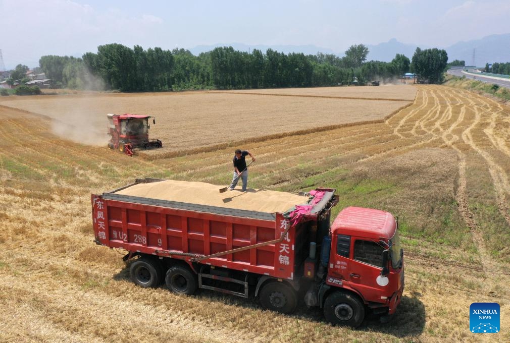 A drone photo taken on June 9, 2026 shows a farmer loading harvested wheat on a truck in Xiwangqu Village, Qinyang City of central China's Henan Province. As of June 9, altogether 233 million Mu (15.53 million hectares) of wheat has been harvested across China, totaling 68.54 percent of the whole harvest work. (Photo: Xinhua)