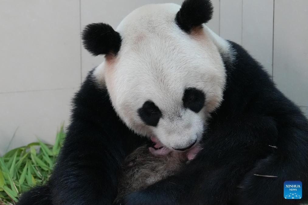 Giant panda En En and its cub are pictured at the Shenshuping base of the China Conservation and Research Center for the Giant Panda in southwest China's Sichuan Province in June 2026. The cub was delivered at 10:31 a.m. on June 4 at the Shenshuping base. (Photo: Xinhua)