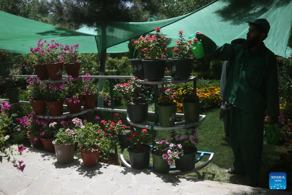 A vendor waters flowers at a flower and plant exhibition in Kabul, Afghanistan, June 10, 2026. (Photo: Xinhua)
