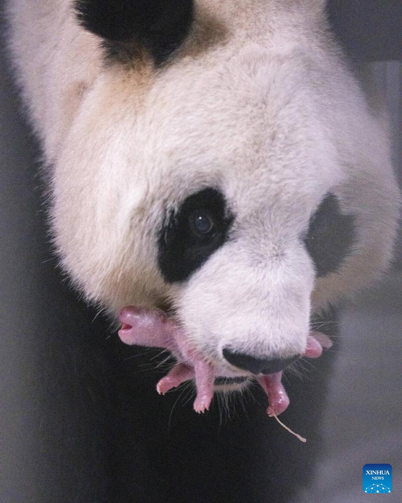This photo taken in June 2026 shows Ai Bao, a female giant panda on loan from China, and her cub in Yongin, South Korea. A female giant panda on loan from China has given birth to a cub at Everland, a theme park in Yongin, South Korea, the park said Wednesday. (Photo: Xinhua)