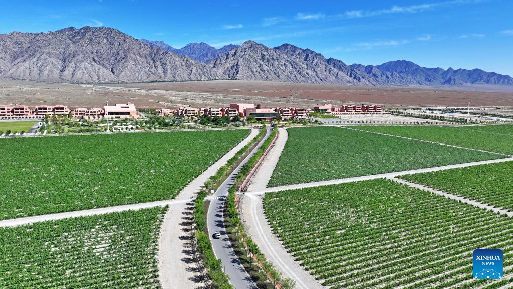 An aerial drone photo taken on June 9, 2026 shows the Dulaan Holiday Wine Stroll, a wine-themed complex, at the eastern foot of Helan Mountain in northwest China's Ningxia Hui Autonomous Region. The eastern foothill of Helan Mountain, with its dry climate and abundant sunshine, is acclaimed as a golden zone for grape cultivation and premium wine production. As China's largest wine region, Ningxia now has over 600,000 mu (about 40,000 hectares) of vineyards and is home to over 260 domestic and international wineries. (Photo: Xinhua)