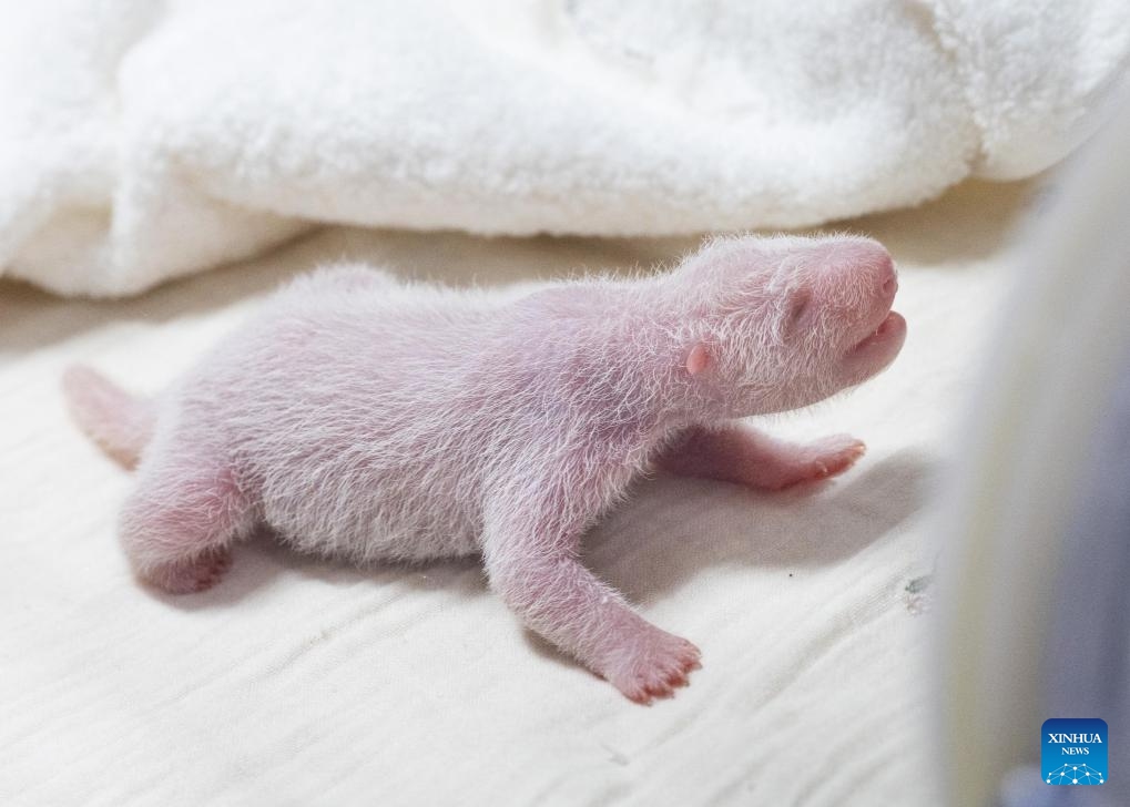 This photo taken in June 2026 shows the cub of Ai Bao, a female giant panda on loan from China, in Yongin, South Korea. A female giant panda on loan from China has given birth to a cub at Everland, a theme park in Yongin, South Korea, the park said Wednesday. (Photo: Xinhua)