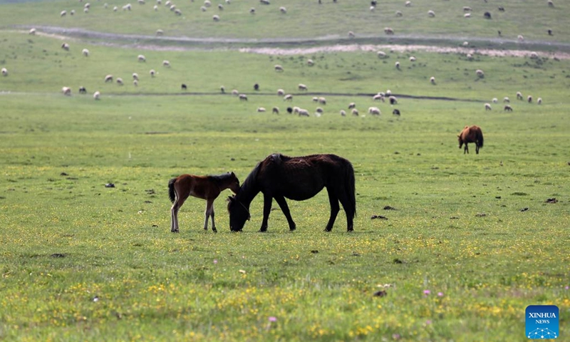 This photo taken on June 10, 2026 shows the scenery of a grassland in Minxian County of Dingxi City, northwest China's Gansu Province. (Photo: Xinhua)