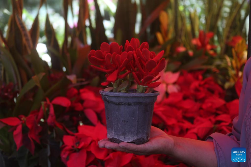 A vendor shows a pot of flowers at a flower and plant exhibition in Kabul, Afghanistan, June 10, 2026. (Photo: Xinhua)