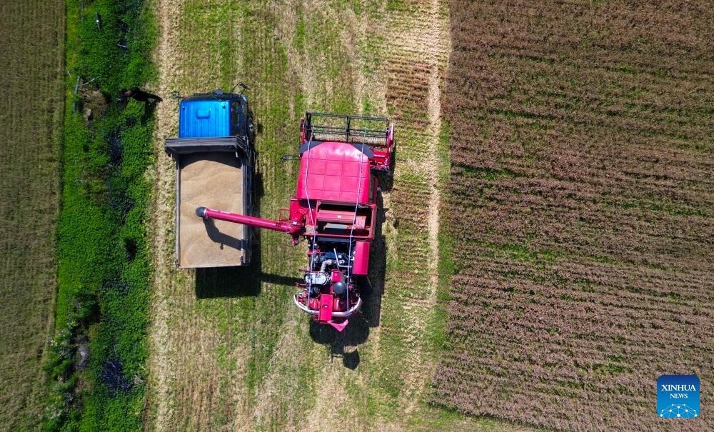 An aerial drone photo taken on June 10, 2026 shows reapers harvesting wheat in Zhangzhuang Town, Yinan County of east China's Shandong Province. As of June 9, altogether 233 million Mu (15.53 million hectares) of wheat has been harvested across China, totaling 68.54 percent of the whole harvest work. (Photo: Xinhua)
