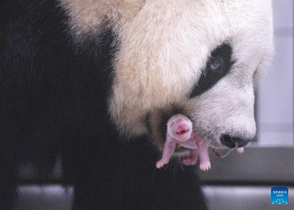 This photo taken in June 2026 shows Ai Bao, a female giant panda on loan from China, and her cub in Yongin, South Korea. A female giant panda on loan from China has given birth to a cub at Everland, a theme park in Yongin, South Korea, the park said Wednesday. The cub was born at 10:53 a.m. local time on June 3 at Panda World, a giant panda habitat at Everland Zoo, weighing 171 grams. Both the cub and its mother, Ai Bao, are in good health, according to the park. (Photo: Xinhua)