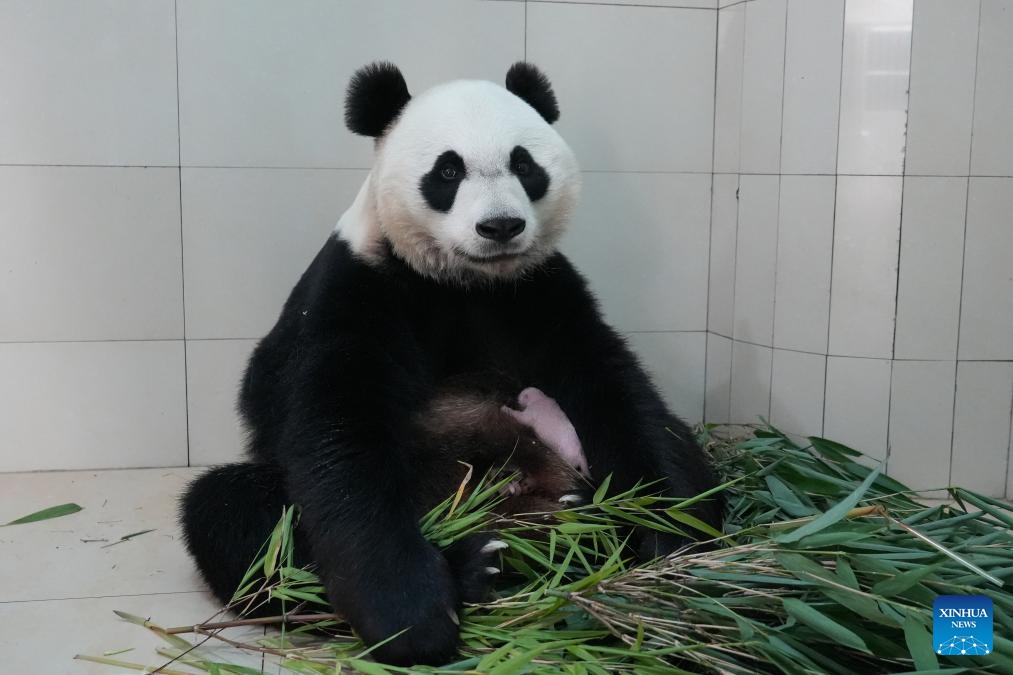 Giant panda En En and its cub are pictured at the Shenshuping base of the China Conservation and Research Center for the Giant Panda in southwest China's Sichuan Province in June 2026. The cub was delivered at 10:31 a.m. on June 4 at the Shenshuping base. (Photo: Xinhua)