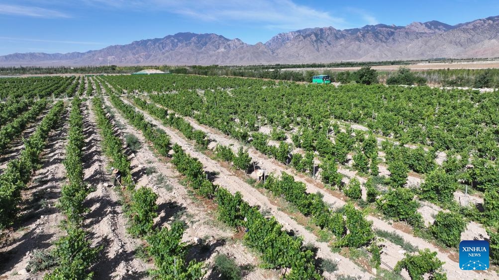 An aerial drone photo taken on June 9, 2026 shows workers carrying out farming work at the wine grape planting base at the eastern foot of Helan Mountain in northwest China's Ningxia Hui Autonomous Region. The eastern foothill of Helan Mountain, with its dry climate and abundant sunshine, is acclaimed as a golden zone for grape cultivation and premium wine production. As China's largest wine region, Ningxia now has over 600,000 mu (about 40,000 hectares) of vineyards and is home to over 260 domestic and international wineries. (Photo: Xinhua)