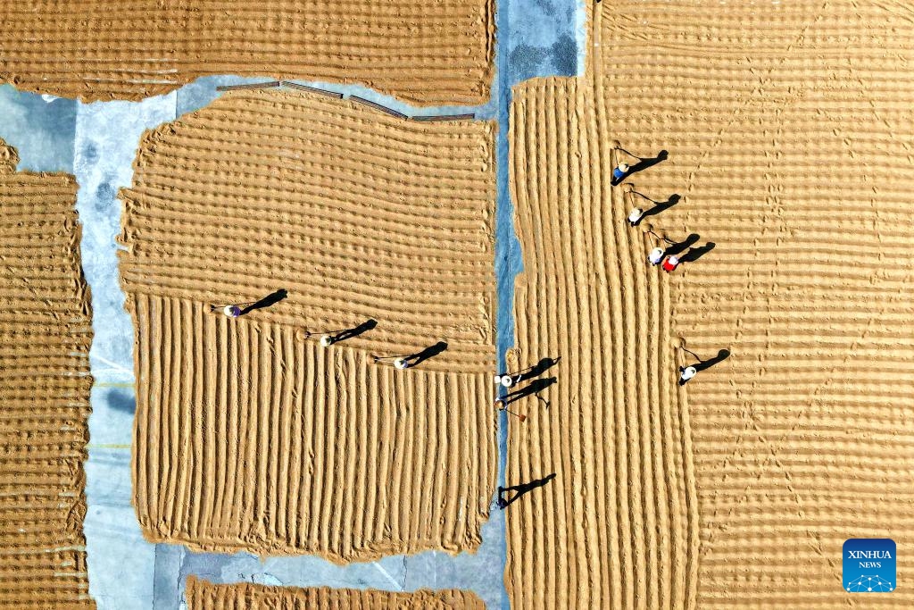 An aerial drone photo taken on June 9, 2026 shows farmers airing harvested wheat in Pingyi County, Linyi City of east China's Shandong Province. As of June 9, altogether 233 million Mu (15.53 million hectares) of wheat has been harvested across China, totaling 68.54 percent of the whole harvest work. (Photo: Xinhua)
